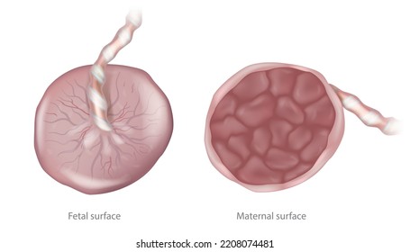 Placenta Maternal surface and Fetal surface.  Biology of the 