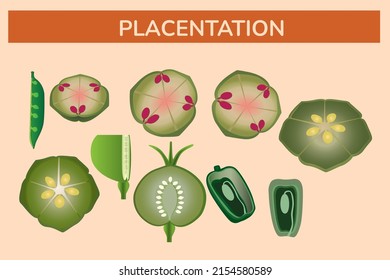 Placentation different types vector illustration