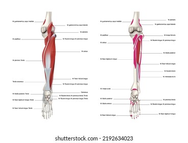 Lugares de origen y fijación del grupo muscular posterior en la superficie de los huesos de la pierna inferior, visión trasera. Ilustración del vector 3D