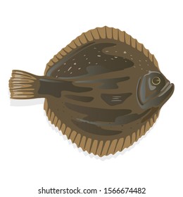 Plaice or flatfish, flounder which has dark brown skin on one side and white on the other. Seafood. Fish using for frying and baking. Vector cartoon illustration isolated on white background.