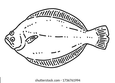 Plaice Or Halibut Flatfish Vector Line Art Illustration.