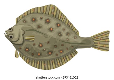 Plaice (Pleuronectes Platessa), Fish Belonging To The Pleuronectidae Family, Vector Illustration