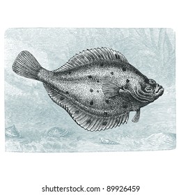 Plaice - vintage engraved illustration - "Cent récits d'histoire naturelle" by C.Delon published in 1889 France