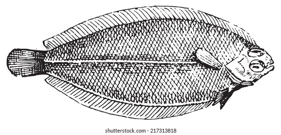 Plaice, Vintage Engraved Illustration. Dictionary Of Words And Things - Larive And Fleury - 1895.