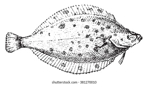 Plaice, Vintage Engraved Illustration. Dictionary Of Words And Things - Larive And Fleury - 1895. 