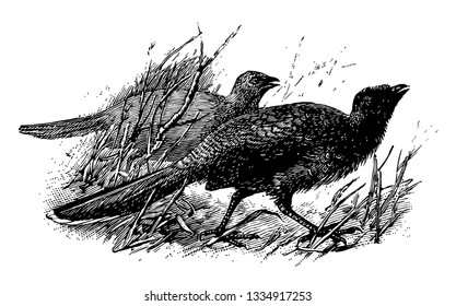 Plain Chachalaca Is A Bird In The Cracidae Family Of Guans, Vintage Line Drawing Or Engraving Illustration.