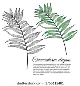 hoja de chamaedorea elegans liso y de color completo