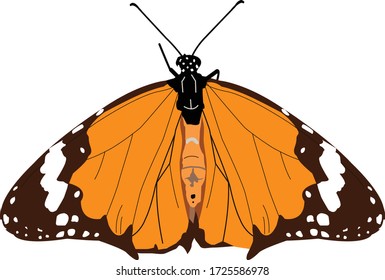 Plain tiger butterfly, Danaus chrysippus at Hesaraghatta in Bangalore, Karnataka, India