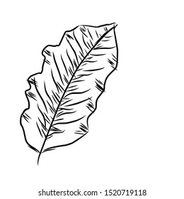 Plain tropical leaf line art. Isolated white background
