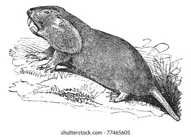 Plains Pocket Gopher or Geomys bursarius or pocket gophers, vintage engraving. Old engraved illustration of Plains Pocket Gopher, running in the meadow. Trousset Encyclopedia.