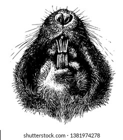 Plains Pocket Gopher is one of 35 species of pocket gophers, vintage line drawing or engraving illustration.