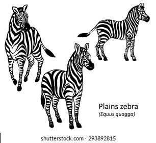 Plains zebra black and white hand drawn vector illustration