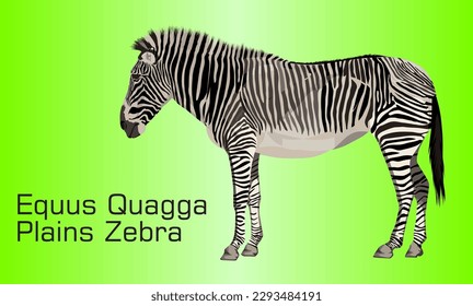The Plains zebra - Illustration, 
Zebra On abstract Background