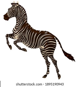 Plains zebra reared before jumping. Striped stallion laid its ears back and stands on its hind legs. Color vector design element for african wildlife tourism and safary.