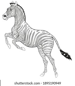 Plains zebra reared before jumping. Striped stallion laid its ears back and stands on its hind legs. Black and white vector design element for african wildlife tourism and coloring books.