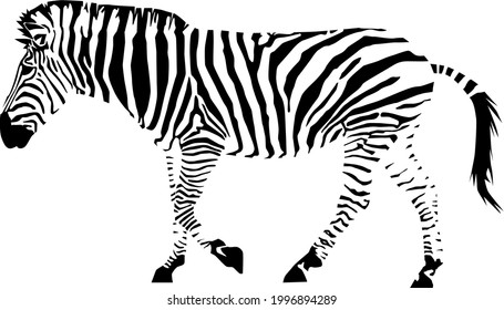 plains zebra with stripes (Equus quagga) from side silhouette