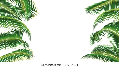 Plam leaf pattern vector on white background. Coconut leaf illustration with copy space for your text or image.