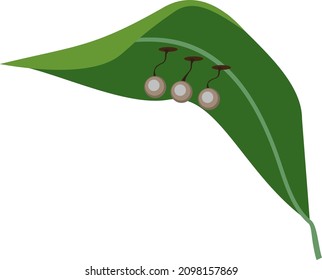 Planaria cocoons attached to green leaf of aquatic plant isolated on white background