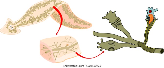 Planaria with excretory system (protonephridia) isolated on white background. Flatworm flame cell. Protonephridia of planaria and other flatworm