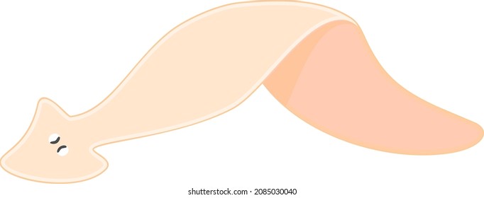 Planaria aislada de fondo blanco