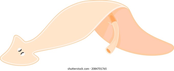 Planaria con faryx aislado sobre fondo blanco
