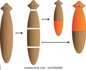 Planaria Regeneration Event