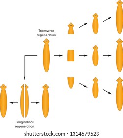 regeneration of planaria