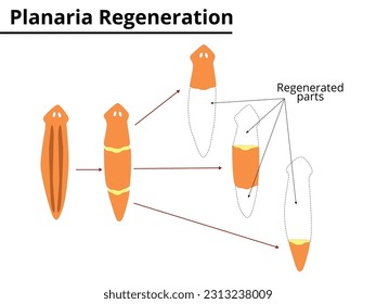 Planaria regeneration. Reproduction. Scientific Illustration.