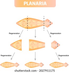 Planaria, reproducida por regeneración. 
La planaria puede dividirse en varias partes. Se forma una nueva planaria a partir de cada pieza dividida.