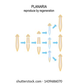 Planaria. reproduce by regeneration. When Planaria is cut into a number of pieces ,each piece of the body grows into a new organism. Vector diagram for educational, biological, and scientific use