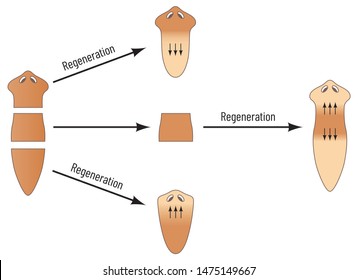 Planaria, reproduce by regeneration. When Planaria is cut into a number of pieces, each piece of the body grows into a new organism