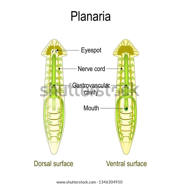 プラナリア解剖学 背面と腹面 腹管腔 神経索 医学 生物学 教育 科学の用途に使用するベクターイラスト のベクター画像素材 ロイヤリティフリー
