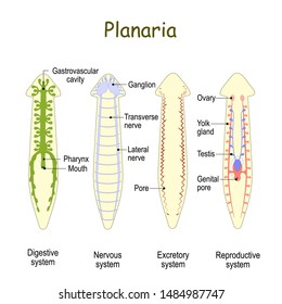 planarian Anatomy. Reproductive, Digestive, Excretory, and Nervous system. Gastrovascular cavity, Nerve cord, Ganglion, Testis and Ovary. Vector illustration for biological, educational, science use