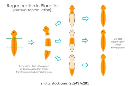 Planarische Regeneration. Reproduktiv durch Fragmentierung mit Bühnenpfeilen. Asexuelle Fortpflanzung. Neue Planaria entsteht mit regenerierten, geschnittenen mehrzelligen Organismen. Vektorgrafik