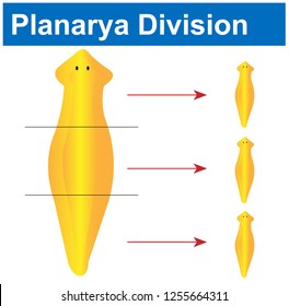 Planarya Division Biology Course helper shapes, human body, cell, joints and bones