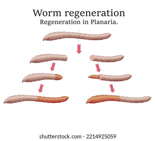 Planarya, Worm Regeneration in Planaria, Solucan, Worm, Solucanın Yenilenmesi, Rejenerasyon, Rejenerasyonla üreme, biyoloji, planaria, Transverse regeneration, reproduce by regeneration