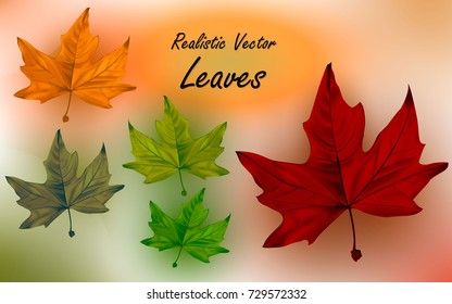 Plane tree (Chinara) leaves - set of 5 realistic vector autumn leaves
