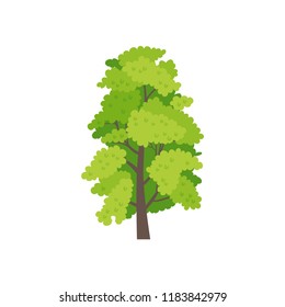 Plane tree isolated on white background. Vector cartoon illustration sapling for forest landscape. Environment elements in flat style
