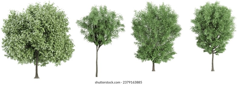 Plane,Alder,Eucalyptus trees with transparent background, 3D rendering, for illustration, digital composition, architecture visualization
