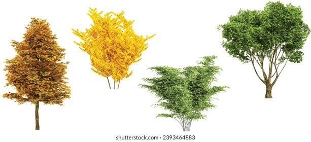 Plane,Beech,Autumn,Yellow Ginkgo trees isolated on white background, tropical trees isolated used for design, advertising and architecture