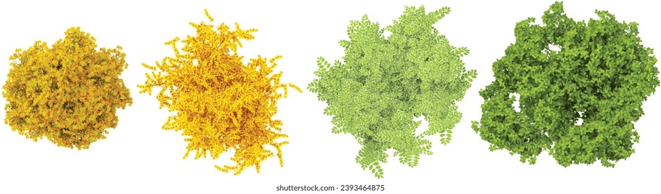 Plane,Beech,Autumn,Yellow Ginkgo trees from the top view isolated white background