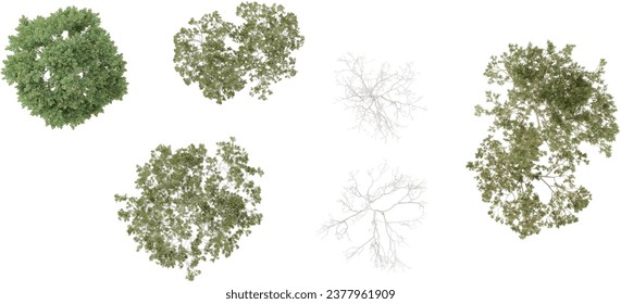 Plano,árboles de pájaros silvestres en el bosque, vista superior, vista de área, aislados en fondo transparente, ilustración 3D