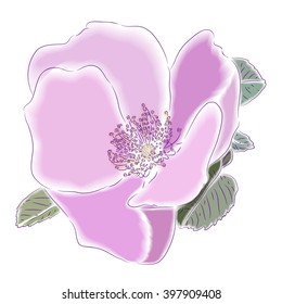 Planimetric drawing of a flower of a dogrose.