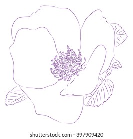 Planimetric drawing of a flower of a dogrose.