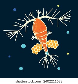 Plankton aquatic biology microorganism marine fauna algae freshwater germ vector flat illustration. Microbiology bacteria creature cartoon character sea monster animal at abstract colored bubble