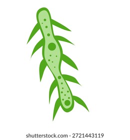 Plankton Cartoon Vector Illustration. Phytoplankton.Vector illustration plankton on white background
