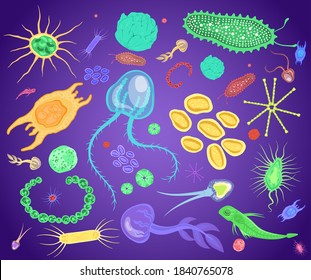 Plankton, Marine And Freshwater Microscopic Organism Set, Flat Vector Isolated Illustration. Phytoplankton And Zooplankton Under Microscope, Living Creatures.