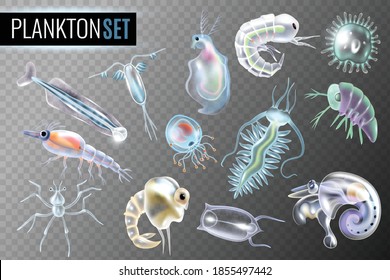 Plankton transparent set of daphnia amphipod krill copepod phytoplankton underwater inhabitants isolated vector illustration