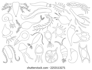 Plankton vector outline set icon. Isolated outline set icon phytoplankton.Vector illustration plankton on white background.