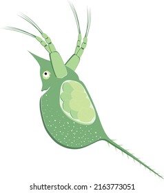 Plankton (water flea) shameless vector icon. Cartoon vector icon isolated on white background. 